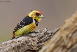 Crested Barbet