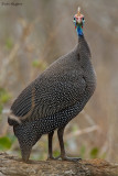 Helmeted Guineafowl