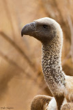 White-backed Vulture