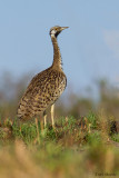 Black-bellied Bustard