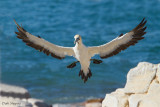 Cape Gannet