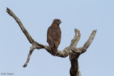 Brown Snake-eagle