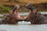 Hippo fight