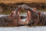 Hippo fight