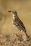 Cape Long-billed Lark