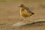 Spike-heeled Lark