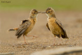 Spike-heeled Lark