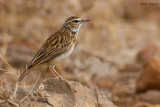 Sabota Lark