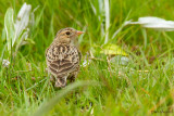 Botha's Lark