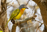 Grey-headed Bush-shrike