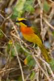 Orange-breasted Bush-shrike
