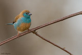 Blue-breasted Cordon-bleu