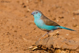 Blue-breasted Cordon-bleu