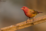 Red-billed Firefinch