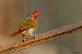 Green-winged Pytilia