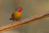 Green-winged Pytilia