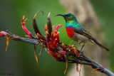 Greater Double-collared Sunbird
