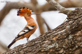 Common (African) Hoopoe