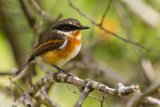 Cape Batis