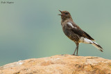 Mountain Wheatear