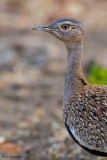 Red-crested Bustard