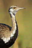 Black-bellied Bustard