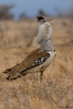 Kori Bustard