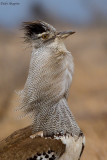 Kori Bustard