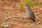 Natal Francolin