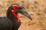 Southern Ground-hornbill