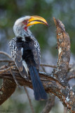 Southern Yellow-billed Hornbill
