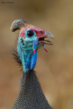 Helmeted Guineafowl