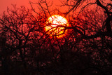Kruger Sunset