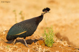 Southern Crested Guineafowl