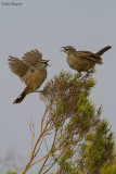 Karoo Scrub-robin