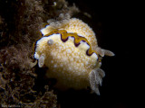 Goniobracnchus obsoletus (mating)