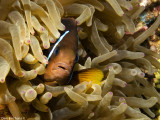 Twoband anemonefish (Amphiprion bicinctus)