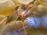 BUBBLE CORAL PRAWN