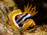 Chromodoris hamiltoni