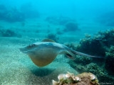 Common stingray -  Dasyatis pastinaca