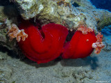 2 Spanish dancers, mating (Hexabranchus sanguineus)