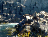 Australian Fur Seals