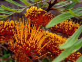 3603: Grevillea robusta