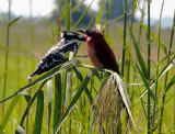 1436: Pied kingfisher and southern carmine bee-eater