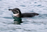 0569: Galapagos penguin 