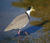 Plover