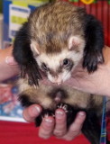 Ferret