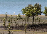 Iron Cove mangroves