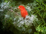 Male king parrot