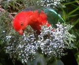Male king parrot